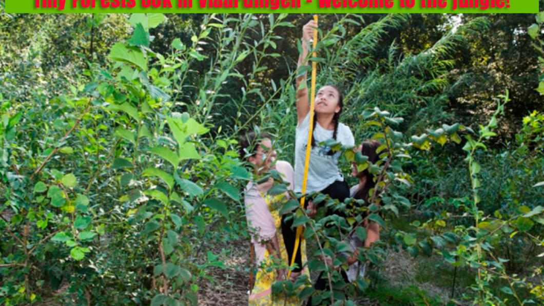Tiny Forests ook in Vlaardingen – Welcome to the jungle! GroenLinks vragen - 11 juni 2018