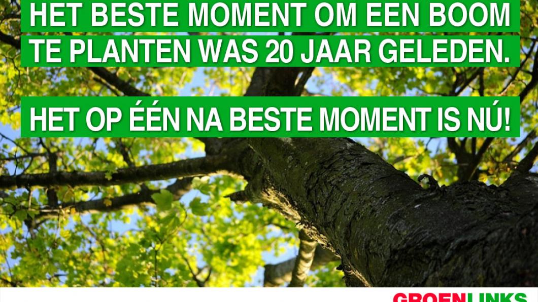 GroenLinks wil meer bomen in Vlaardingen