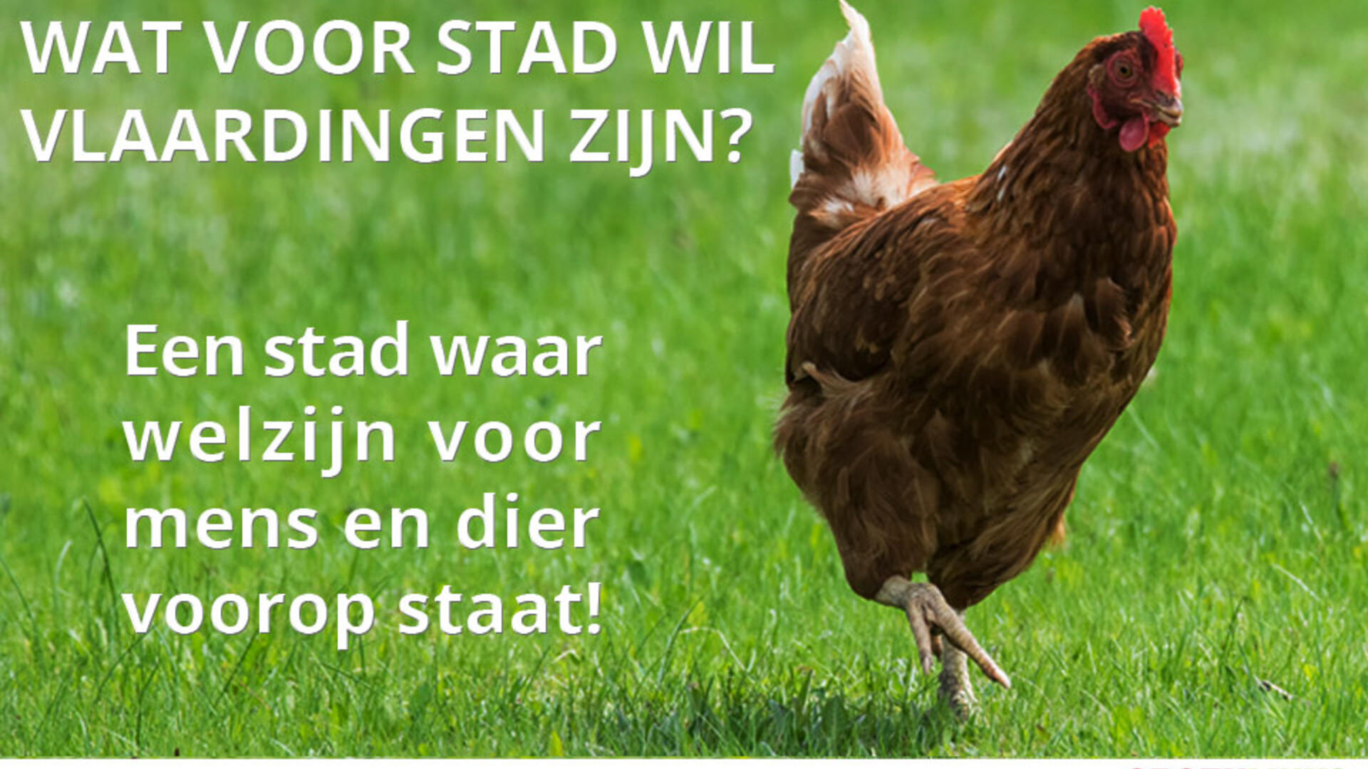 Gemeenteraad stemt in met een plofkippenrestaurant in Vlaardingen  - 25 januari 2018