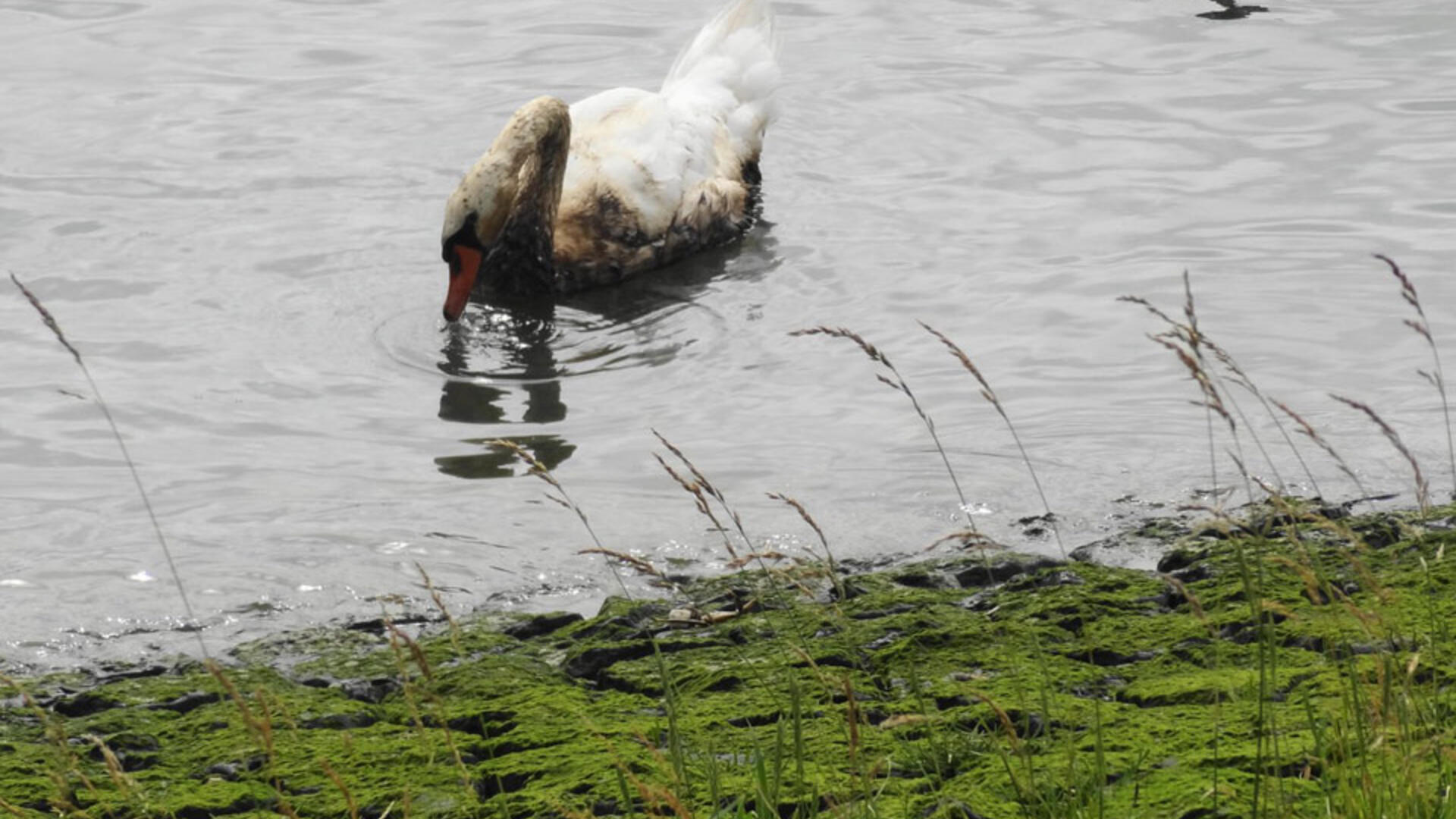 GroenLinks doneert aan besmeurde vogels - 27 juni 2018