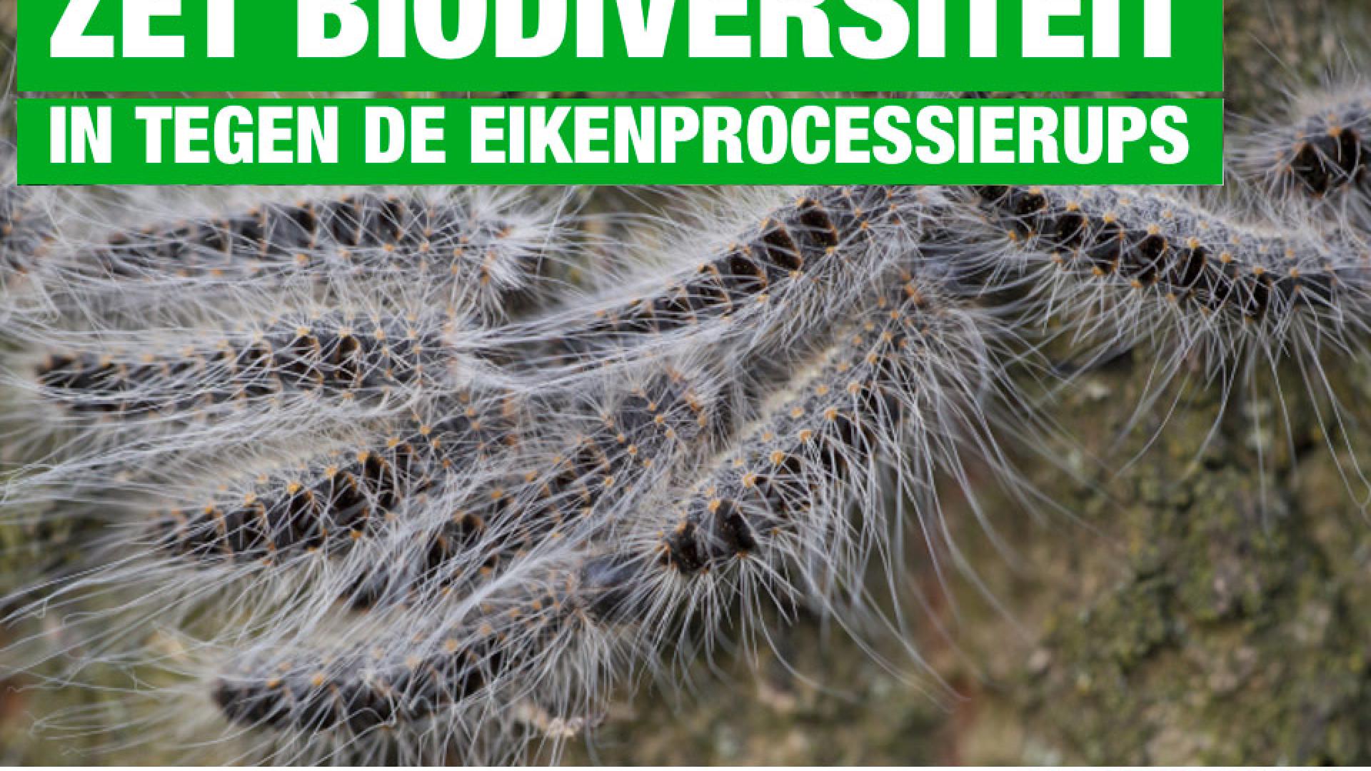 Vragen aan college: Zet biodiversiteit in tegen de eikenprocessierupsen - 10 juni 2020