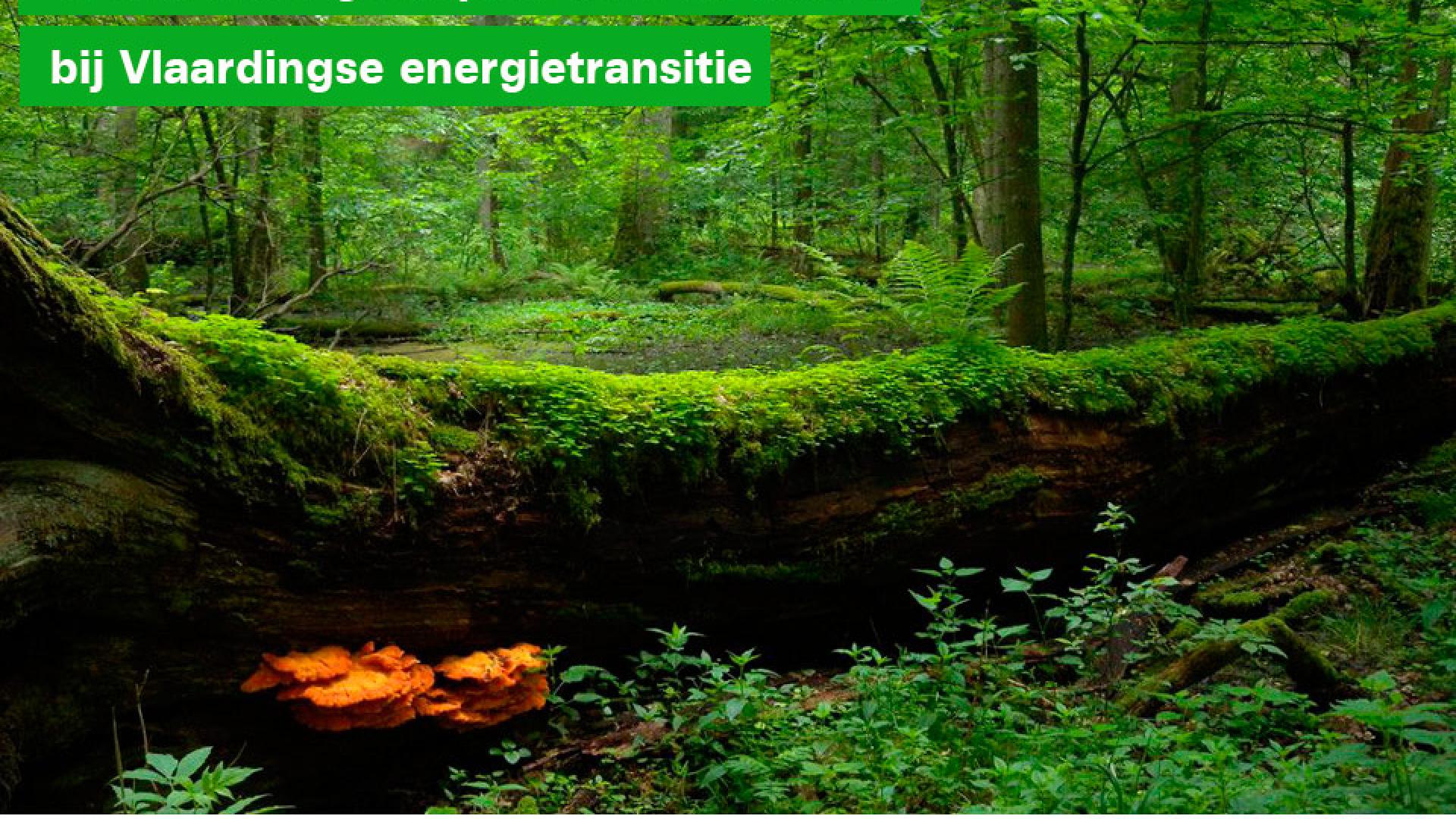 GroenLinks: géén plek voor biomassa bij Vlaardingse energietransitie - 14 juni 2020